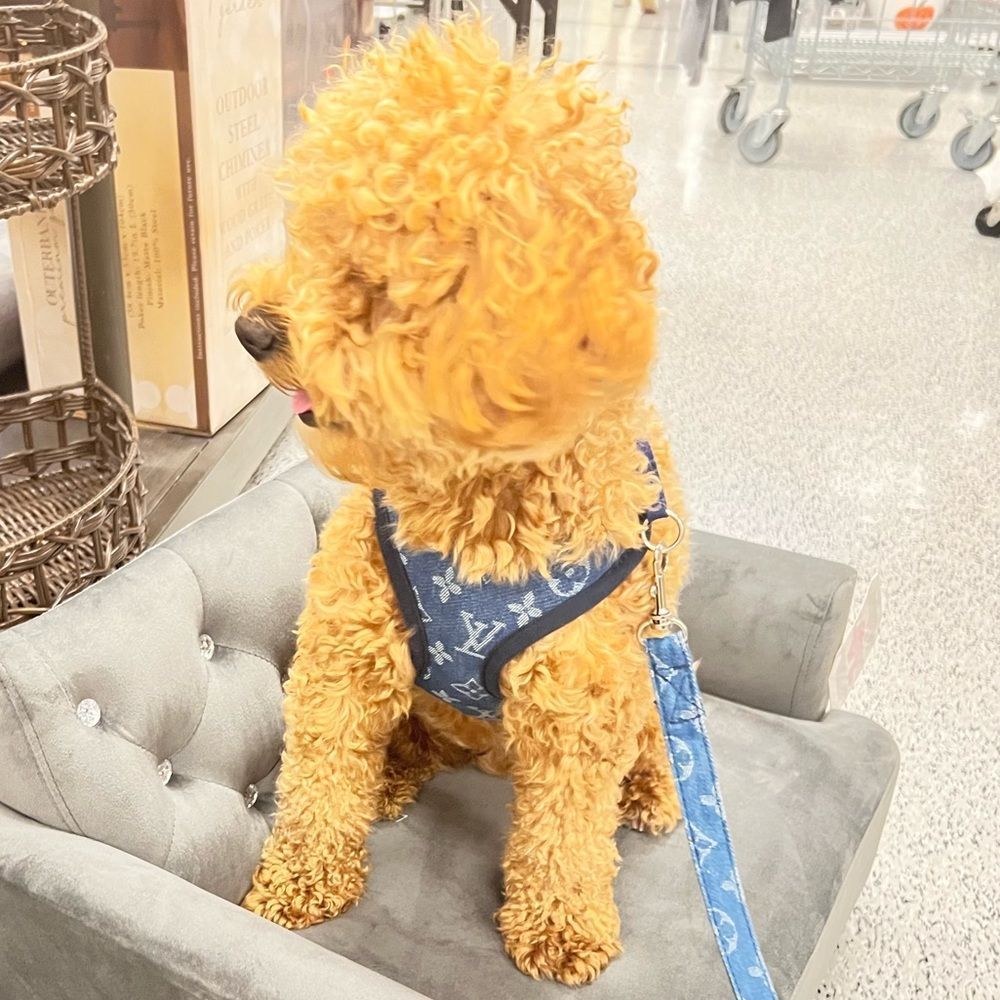 Stylish LV Doggie Harness Set - Picture 7 of 10